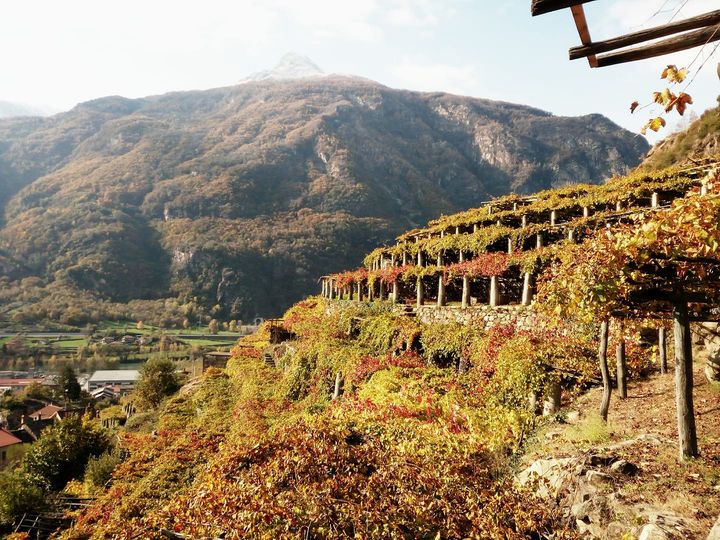 Monte Maletto, Carema (Alto Piem.)