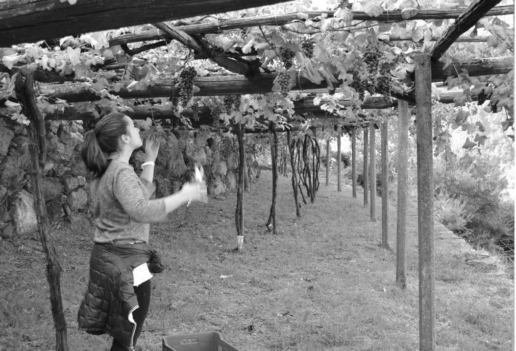 Sorpasso Wine