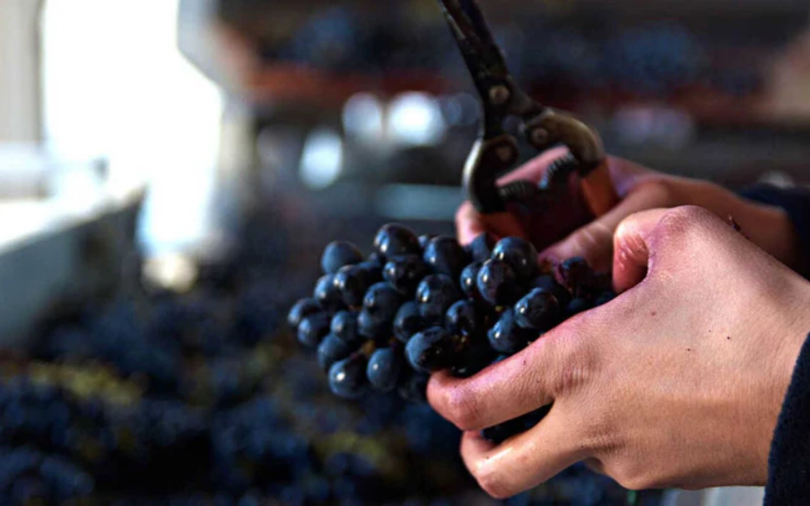 Barolo