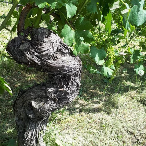 Alberto-Burzi-Barolo 2018 Shop Ultravino