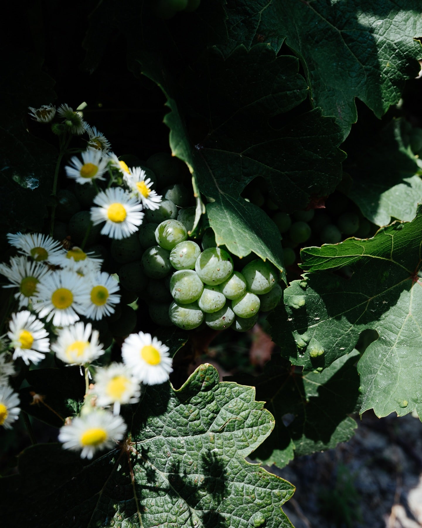 Monferrato Nebbiolo Superiore “Crocevia” 2019