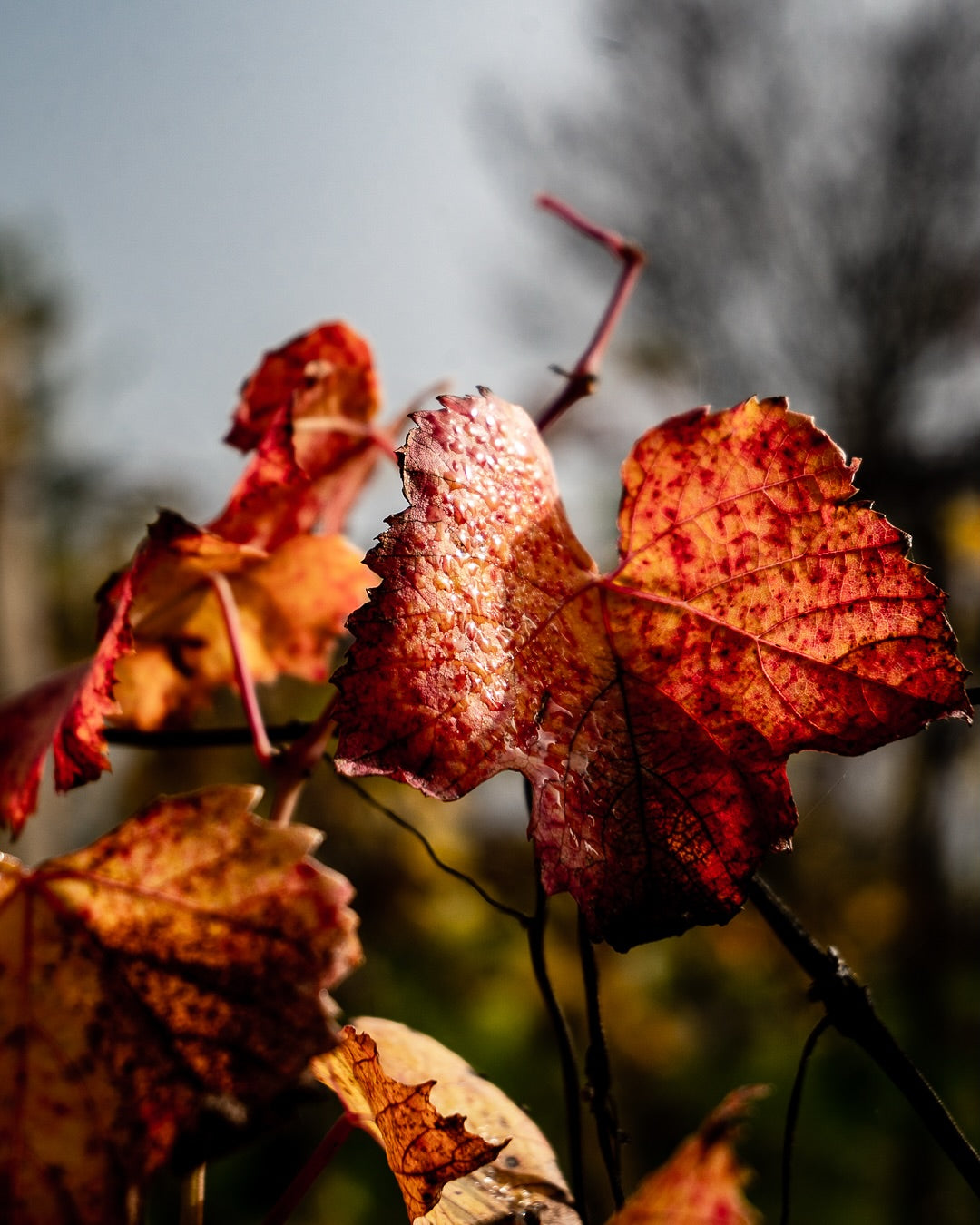 Monferrato Nebbiolo Superiore “Crocevia” 2019