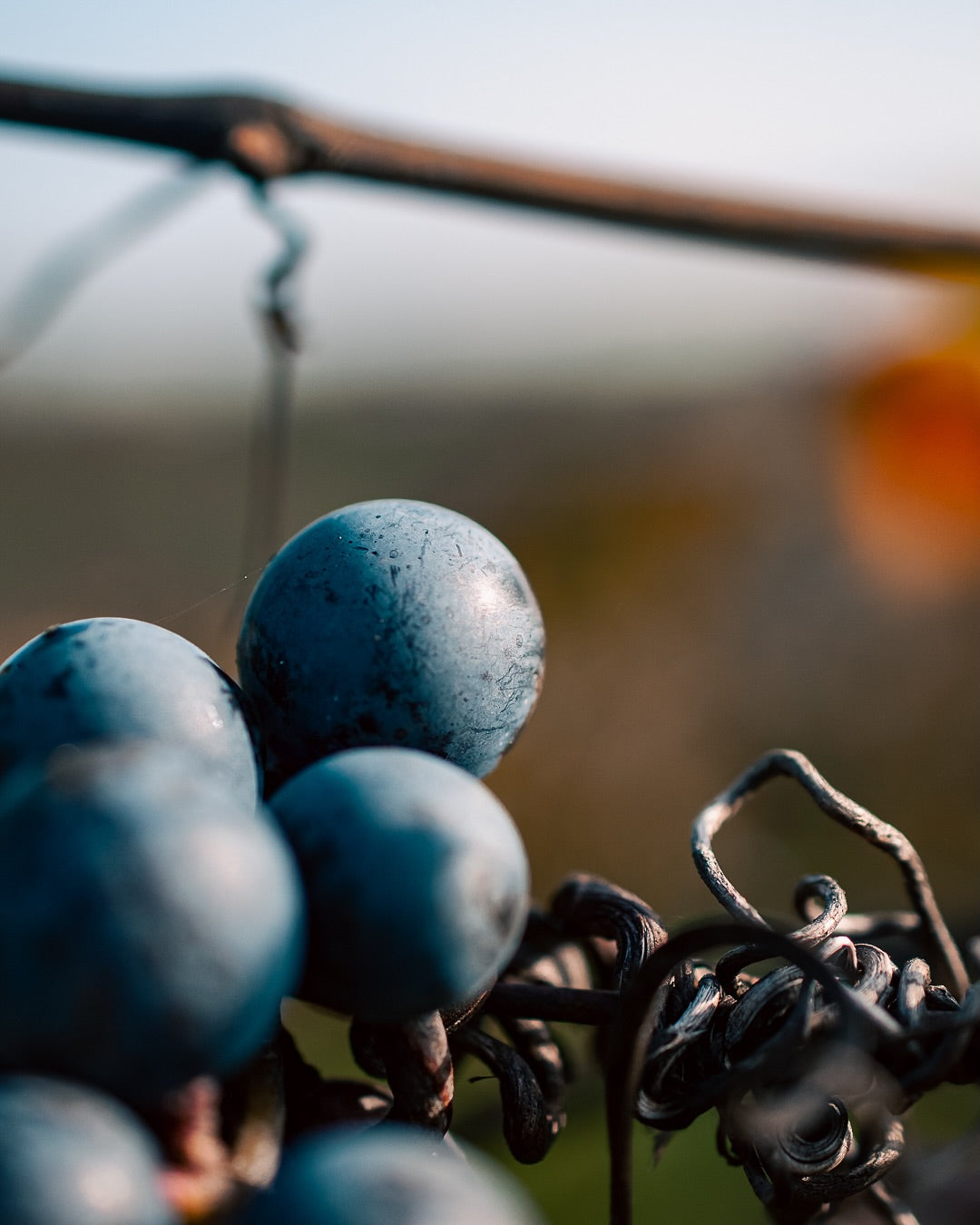 Monferrato Nebbiolo Superiore “Crocevia” 2019