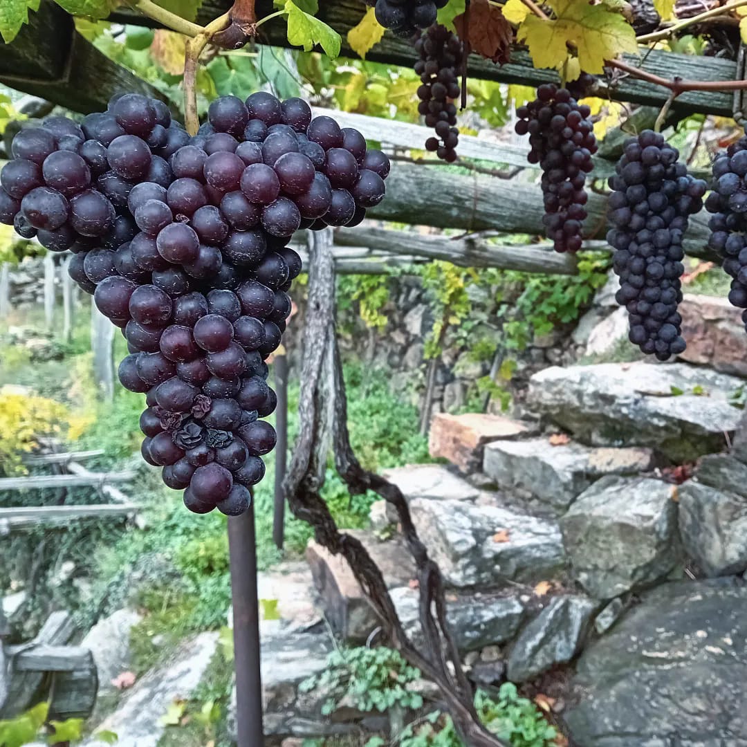 Monte Maletto Carema Sole e Roccia 2020 Imported by Ultravino Shop