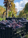 Etna Rosso Rumex 2019