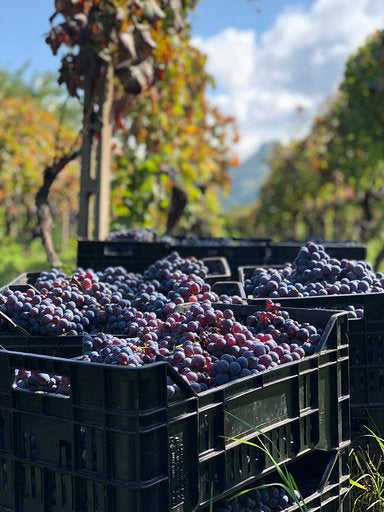 Etna Rosso Rumex 2019