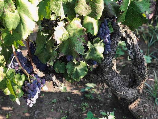 Etna Rosso Rumex 2019