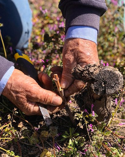 Etna Rosso Rumex 2019