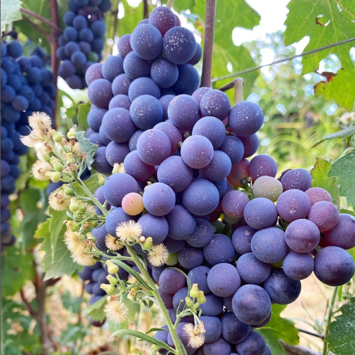 Renato Vezza Bricco Ernesto Vino Bianco 2020 Ultravino