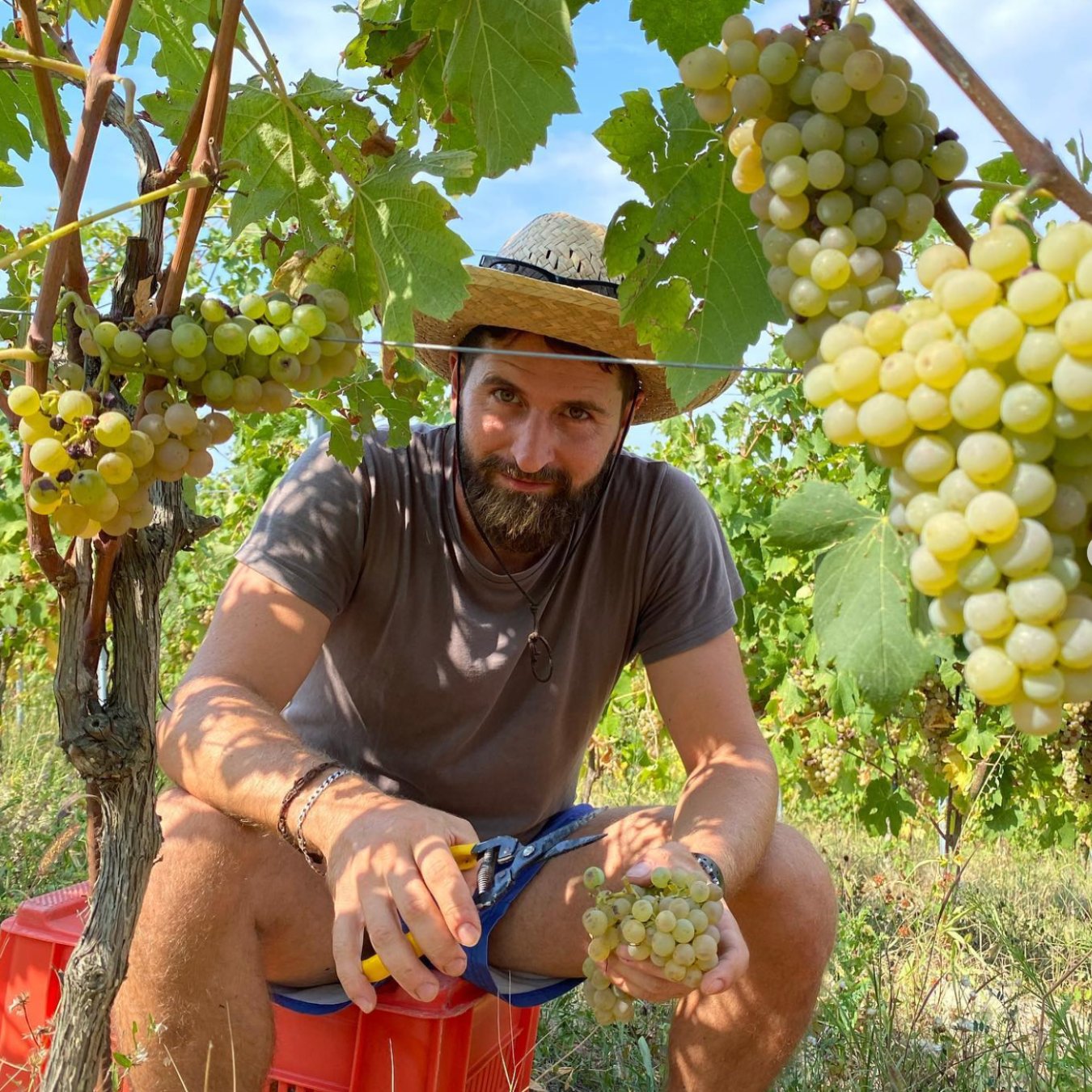 Renato Vezza Bricco Ernesto Vino Bianco 2020 Ultravino