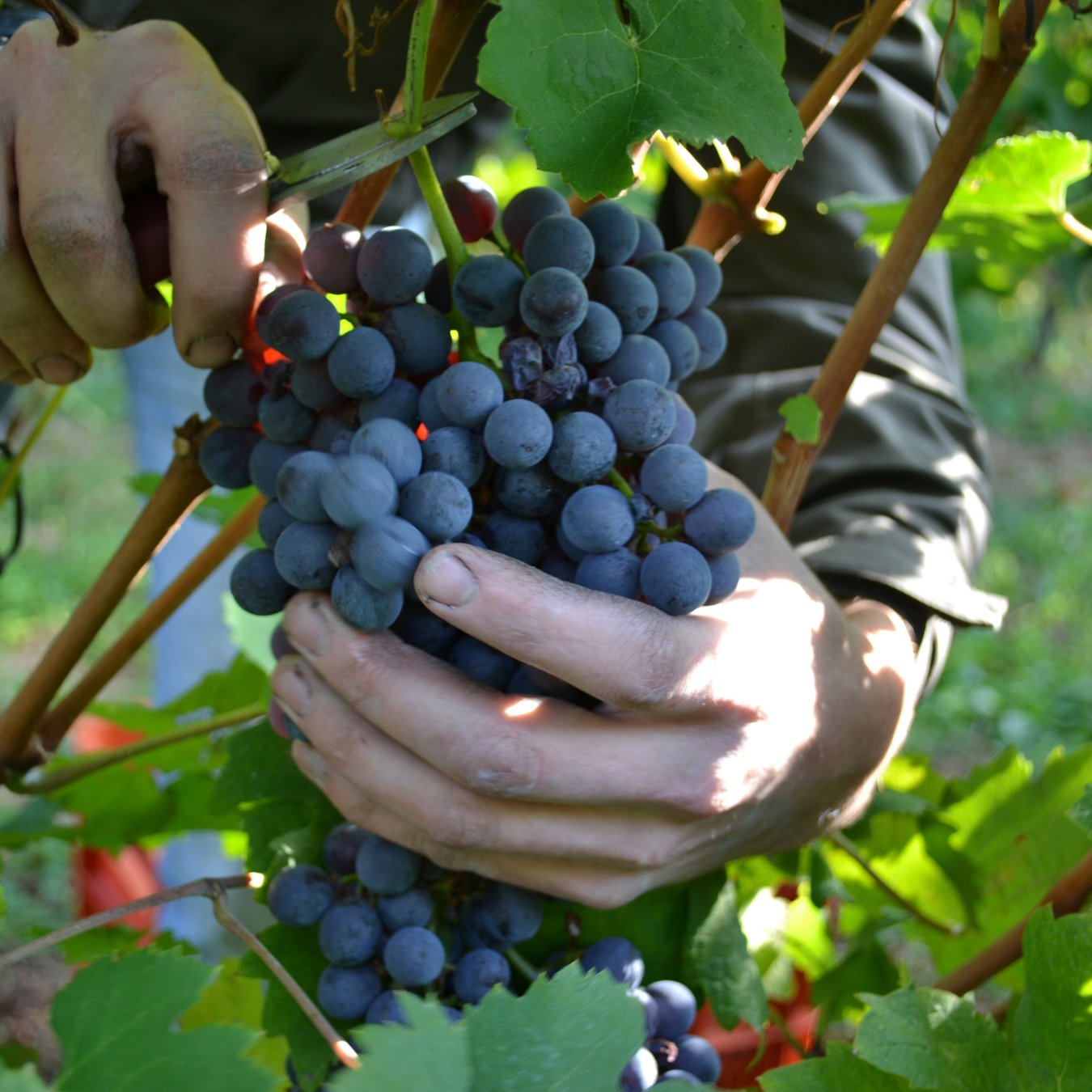 Sorpasso Wine from Carema, Alto Piemonte Valle d&#39;Aosta | Imported by ultravino