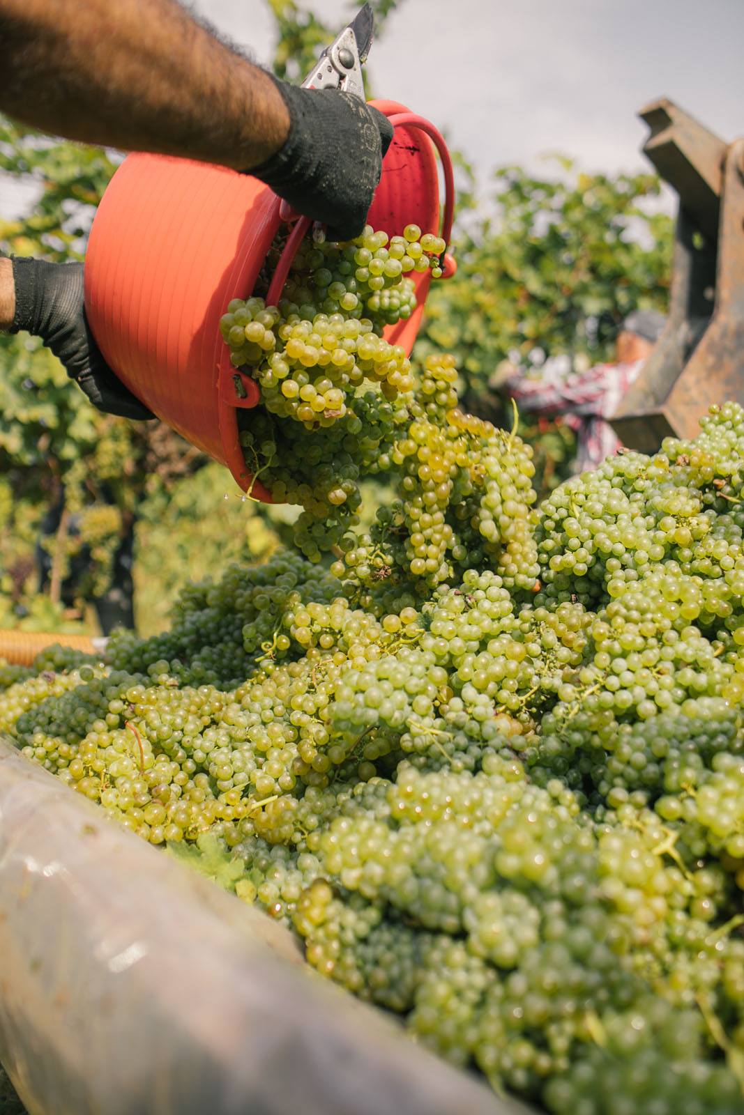 Prosecco DOC Spumante Brut Millesimato 2020