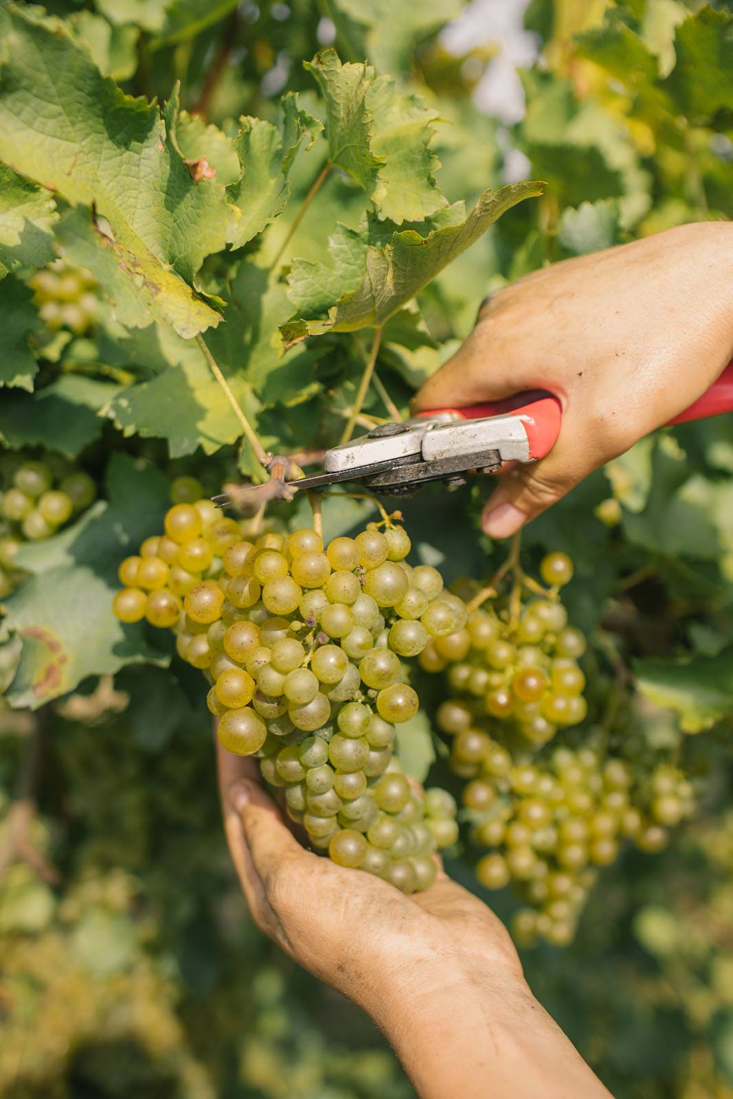 Prosecco DOC Spumante Brut Millesimato 2020