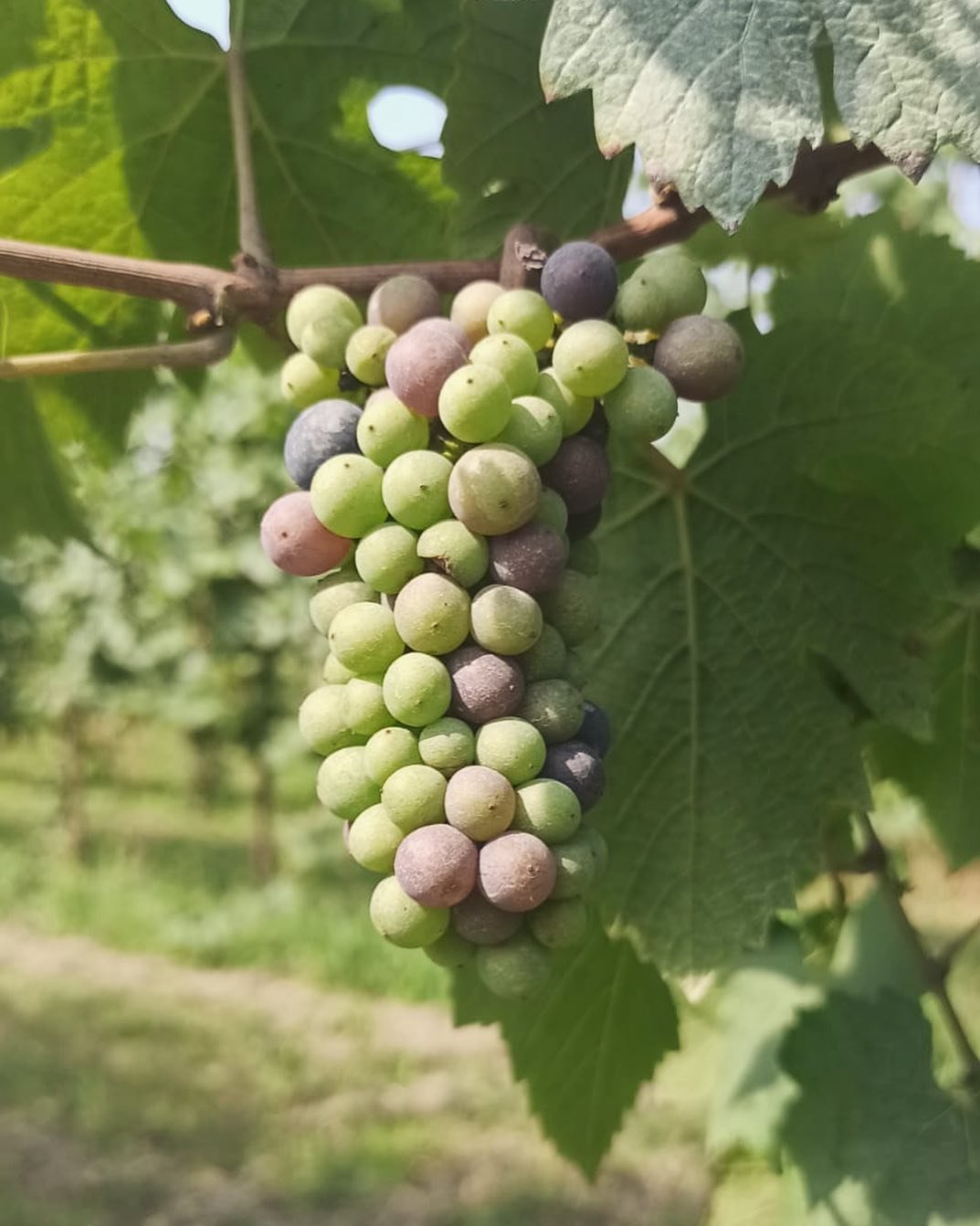 Prosecco DOC Spumante Brut Millesimato 2020