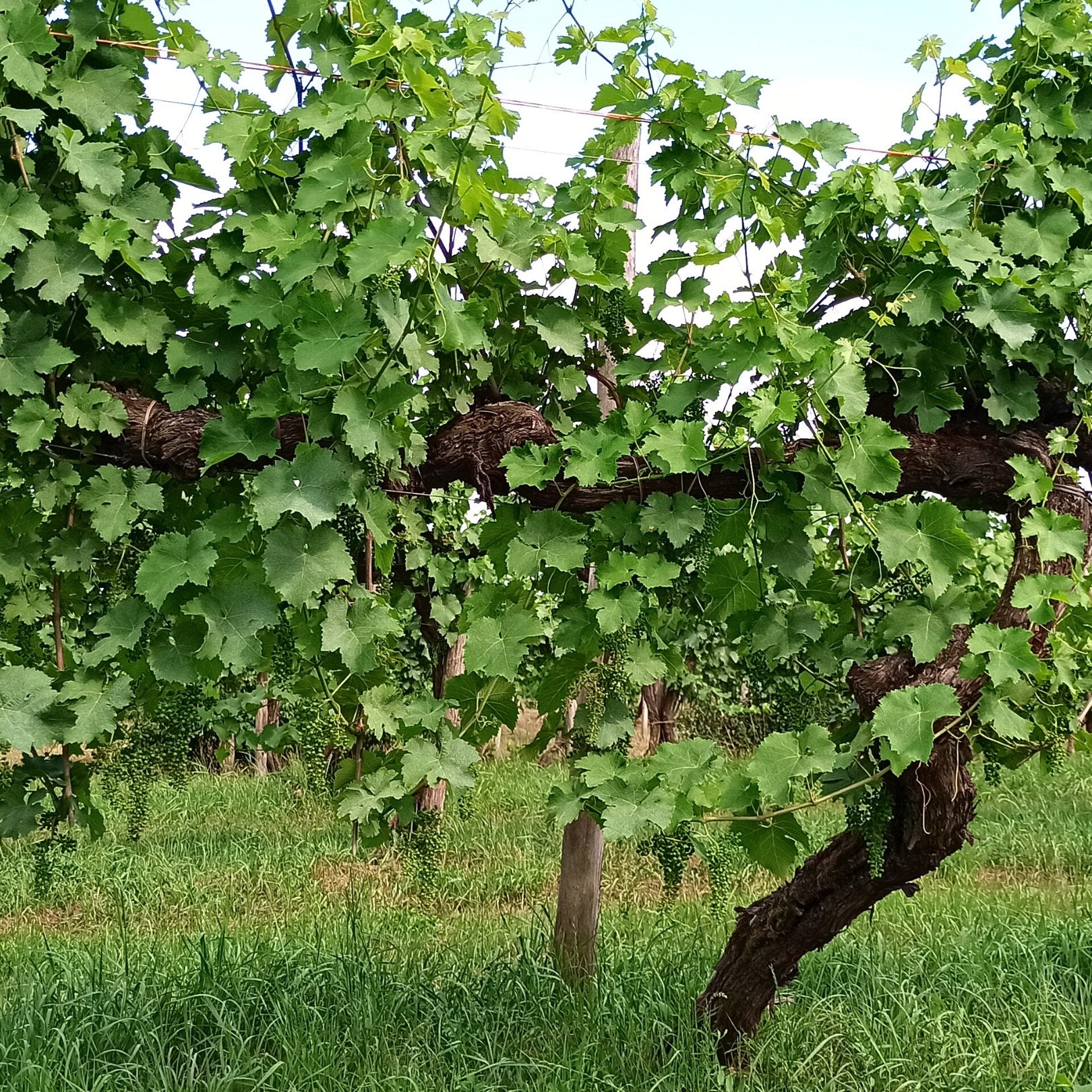 Prosecco DOC Spumante Brut Millesimato 2020