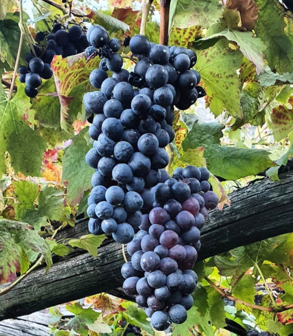 Muraje Carema Sumie 2019 Ultravino Shop