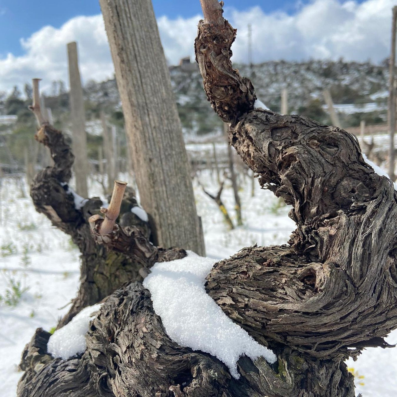 Piano dei Daini Etna Rosso DOC 2019